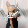 🍷🐕Perrito En Efecto🐕🍷 19