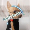 🍷🐕Perrito En Efecto🐕🍷 20