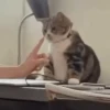 Cats & Dogs 💖 MOV 18