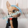 🍷🐕Perrito En Efecto🐕🍷 21