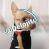 🍷🐕Perrito En Efecto🐕🍷 24
