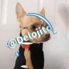 🍷🐕Perrito En Efecto🐕🍷 25