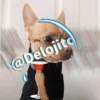 🍷🐕Perrito En Efecto🐕🍷 26