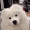 Cats & Dogs 💖 MOV 23