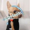 🍷🐕Perrito En Efecto🐕🍷 28