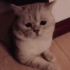 Cats & Dogs 💖 MOV 24