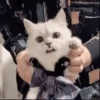 Cats & Dogs 💖 MOV 25