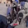 Lu Gw