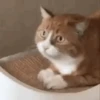 Cats & Dogs 💖 MOV 29