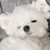 Cats & Dogs 💖 MOV 30
