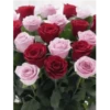 🌞m᥆rᥒіᥒg & 𝖿ᥣ᥆ᥕᥱrs🌹 5