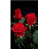🌞m᥆rᥒіᥒg & 𝖿ᥣ᥆ᥕᥱrs🌹 10