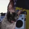 Gatos Esfinge🐱💞1🇵🇪Movi 7