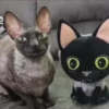 Gatos Esfinge🐱💞1🇵🇪Movi 9