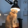 Más Gatitos 10 (Mov) 7