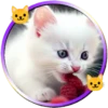 Gatitos tiernos💞5🇵🇪Movi 14