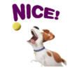 The Secret Life of Pets🐕 10
