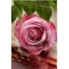 🌞m᥆rᥒіᥒg & 𝖿ᥣ᥆ᥕᥱrs🌹 13