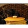 Más Gatitos 10 (Mov) 8