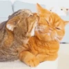 Más Gatitos 10 (Mov) 10