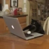 Más Gatitos 10 (Mov) 12