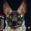 Gatos Esfinge🐱💞1🇵🇪Movi 10