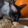 Gatos Esfinge🐱💞1🇵🇪Movi 11