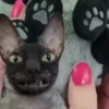 Gatos Esfinge🐱💞1🇵🇪Movi 12