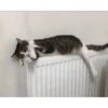 Más Gatitos 10 (Mov) 16