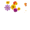 Flowers- @cocopry 11