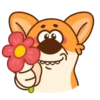 Perrito korgi 1 🐕 MOV 🇲🇽 15