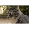 Más Gatitos 10 (Mov) 19