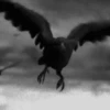 🧿Edgar Allan Poe🪶 12