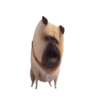 The Secret Life of Pets🐕 21