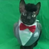 Gatos Esfinge🐱💞1🇵🇪Movi 20