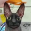 Gatos Esfinge🐱💞1🇵🇪Movi 22
