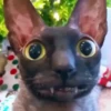 Gatos Esfinge🐱💞1🇵🇪Movi 23