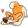 Perrito korgi 1 🐕 MOV 🇲🇽 18