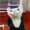 Gatos Esfinge🐱💞1🇵🇪Movi 26