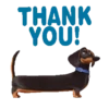 The Secret Life of Pets🐕 26