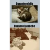 Más Gatitos 10 (Mov) 25