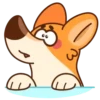 Perrito korgi 1 🐕 MOV 🇲🇽 21