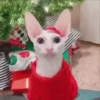 Gatos Esfinge🐱💞1🇵🇪Movi 29