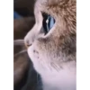 Más Gatitos 10 (Mov) 30