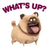 The Secret Life of Pets🐕 29