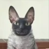 Gatos Esfinge🐱💞1🇵🇪Movi 30