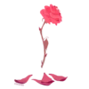 Flowers- @cocopry 17