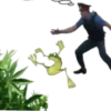 Marijuana 2 5