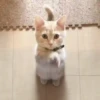 🥰😺KITTENS😻💖 6