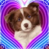 PERRITOS AMOROSOS 9